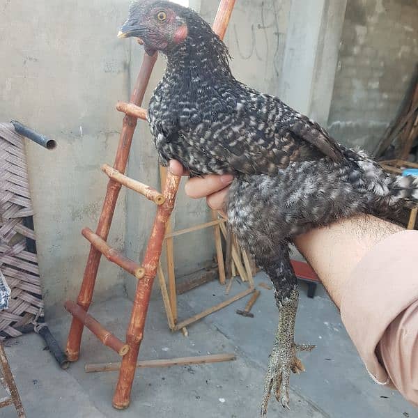 playmouth rock ayam cemani cross breed for sale 3