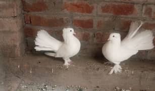 White Lukka Pair For Sale. Rs=2000 0