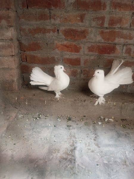 White Lukka Pair For Sale. Rs=2000 1