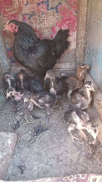 pure Thai and vaitnaam chicks for sale 5