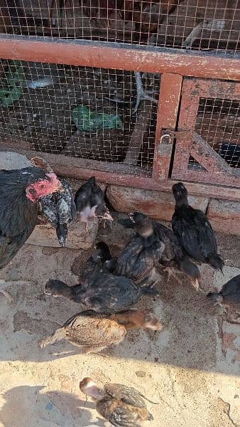 pure Thai and vaitnaam chicks for sale 7