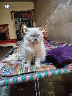 white Persian cat white eyes
