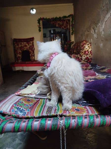 white Persian cat white eyes 3