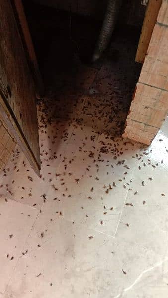 termite control /pest control/Deemak control /Fumigation/ Cockroach 1