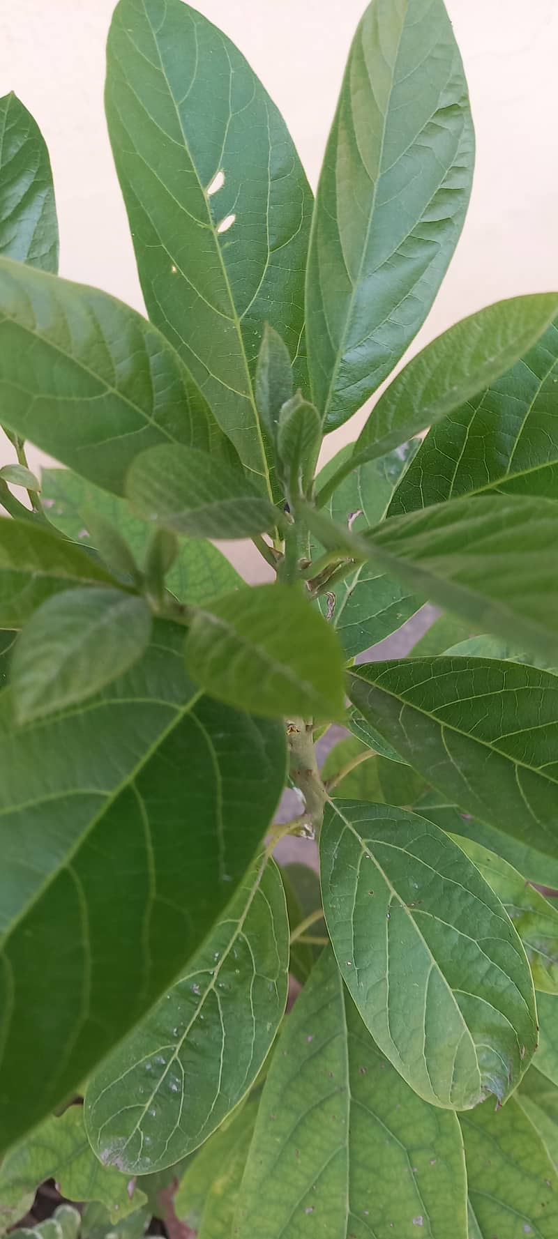 AVOCADO AND OTHER PLANTS FOR SALE 0