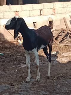 female  Goat For Sale . 03160098172