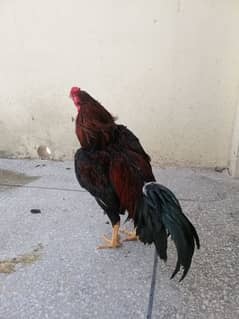 Aseel Chicks/Aseel Lakha/Assel Hens/Lakha Aseel and Chicks  for Sale