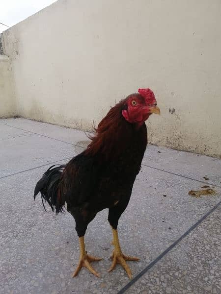 Aseel Chicks/Aseel Lakha/Assel Hens/Lakha Aseel and Chicks  for Sale 1