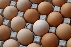Fertile Eggs are available - Golden Misri