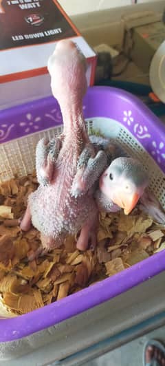 Raw baby parrot