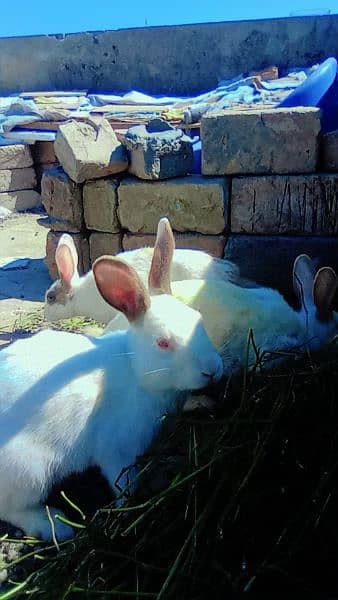 Rabbits 2