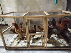 Wood cage& Hens for Sale