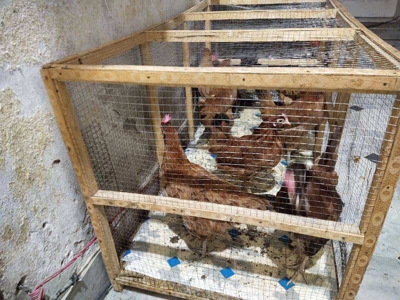 Wood cage& Hens for Sale 1