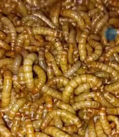 MealWorms 0