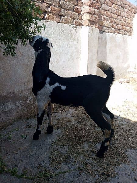 2 goat babies male and female 0