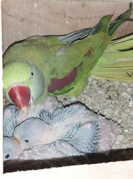 raw parrots chiks for sale 1