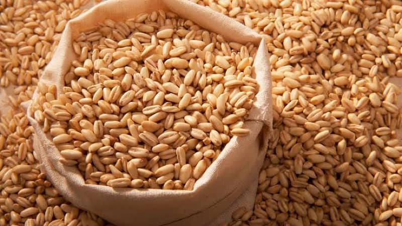 Wheat گندم for Sale 0
