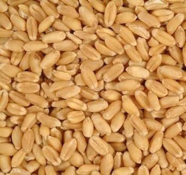 Wheat گندم for Sale 3