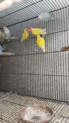 Birds Setup / Cages