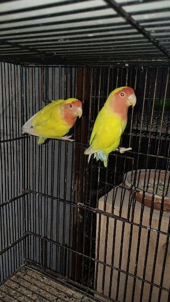 Birds Setup / Cages 4