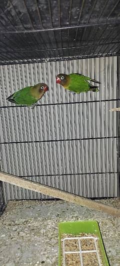 lovebirds available with eggs and chicks