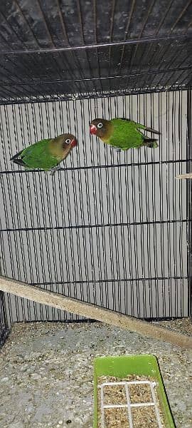 lovebirds available with eggs and chicks 0