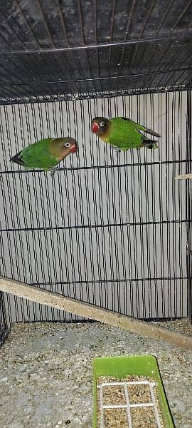 lovebirds available with eggs and chicks 1
