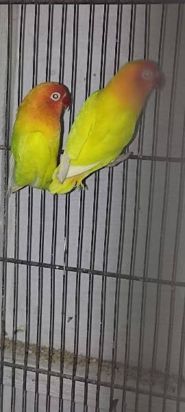 lovebirds available with eggs and chicks 5