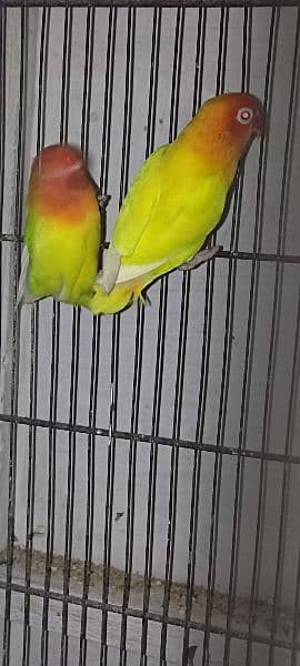 lovebirds available with eggs and chicks 6