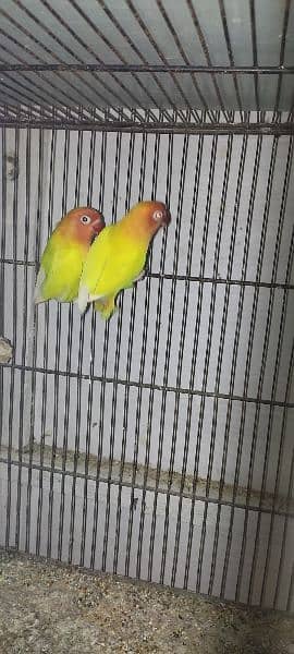 lovebirds available with eggs and chicks 9