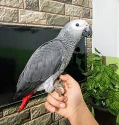 Grey Parrots available for sale completely self