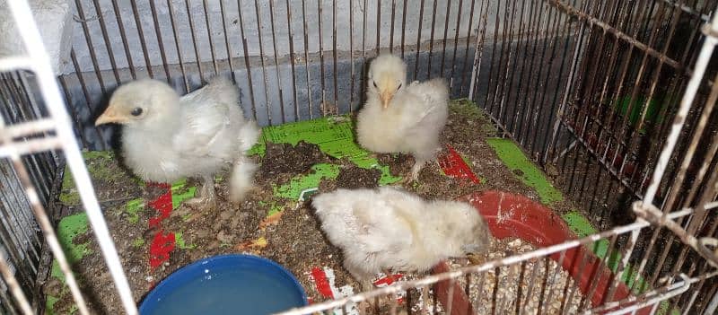 Bentom Chick +Egg 2