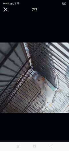 birds with cage for sale (read full ad)