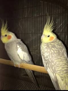 Breeder cocktail pair with 5 male cocktails
