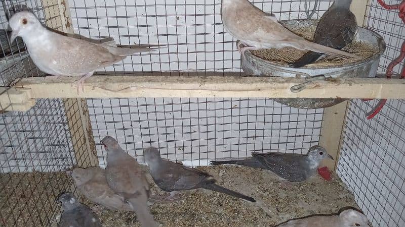 Home breed pied dove chicks 0