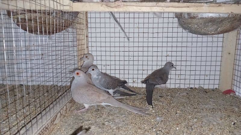 Home breed pied dove chicks 3