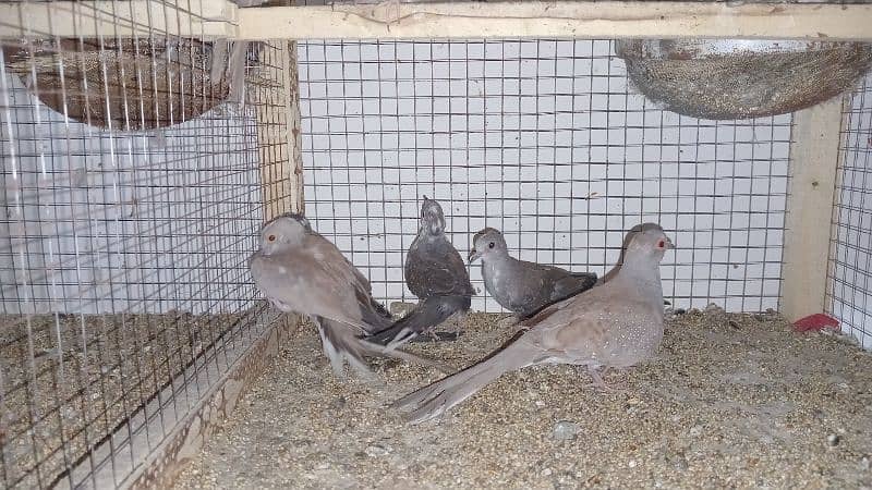 Home breed pied dove chicks 4