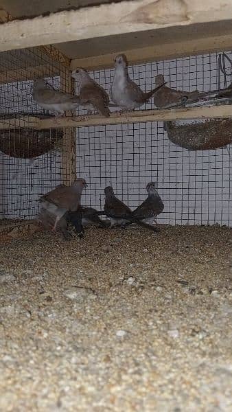 Home breed pied dove chicks 6