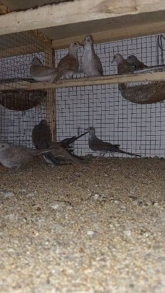 Home breed pied dove chicks 7