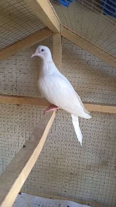 White Dove with Red Eyes