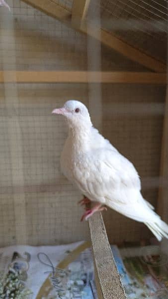 White Dove with Red Eyes 2
