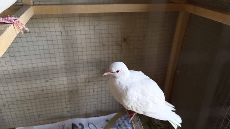 White Dove with Red Eyes 4