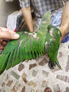 Pahari Parrot Raw Alexandrine Kashmiri