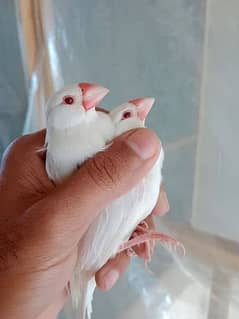 albino java pair