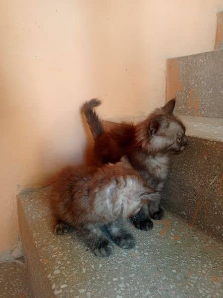 Persian kitten pair 2