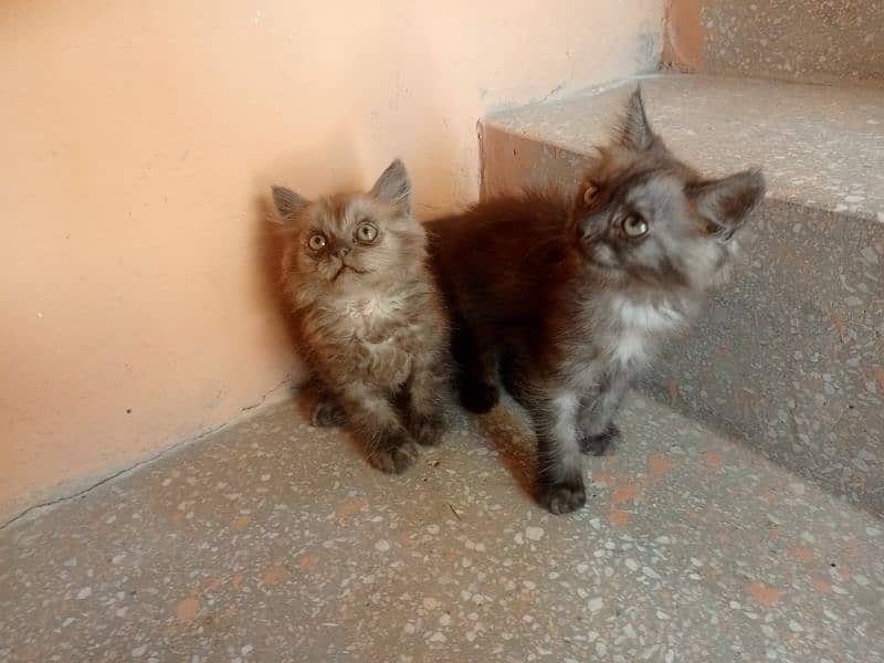 Persian kitten pair 3