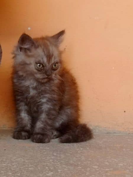 Persian kitten pair 6