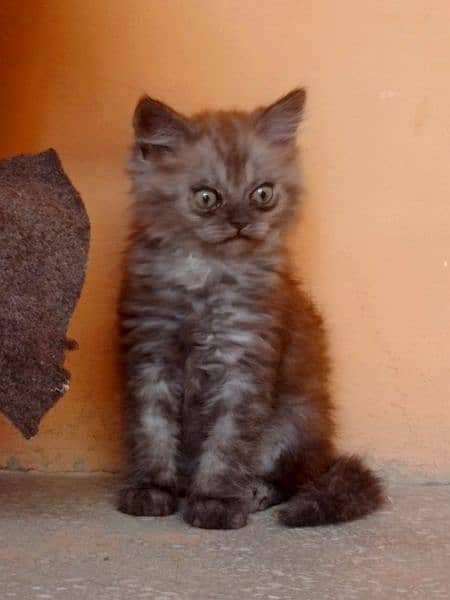 Persian kitten pair 7