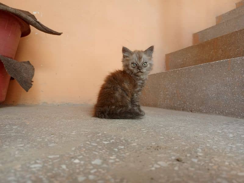 Persian kitten pair 8