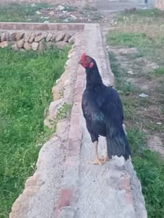 Aseel patha Black Murga Hen Madi murghi Murgha pathi egg chick rooster